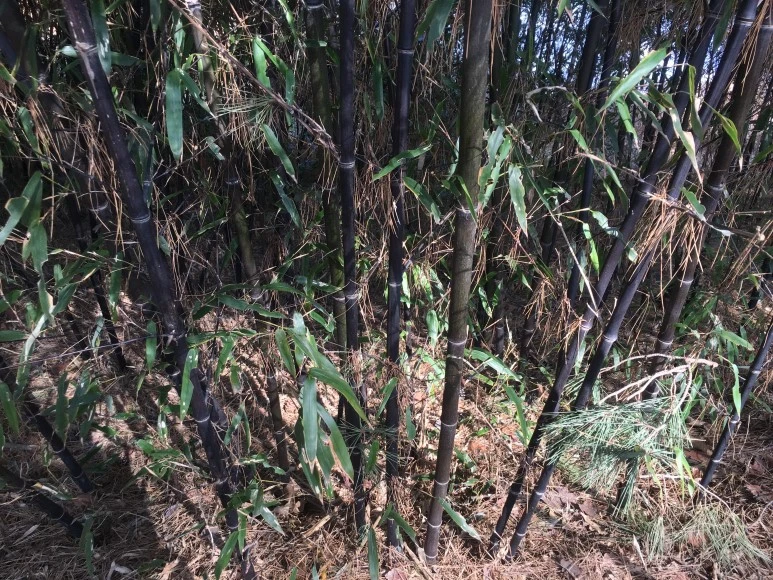 IMG_3077.JPG?type=w773