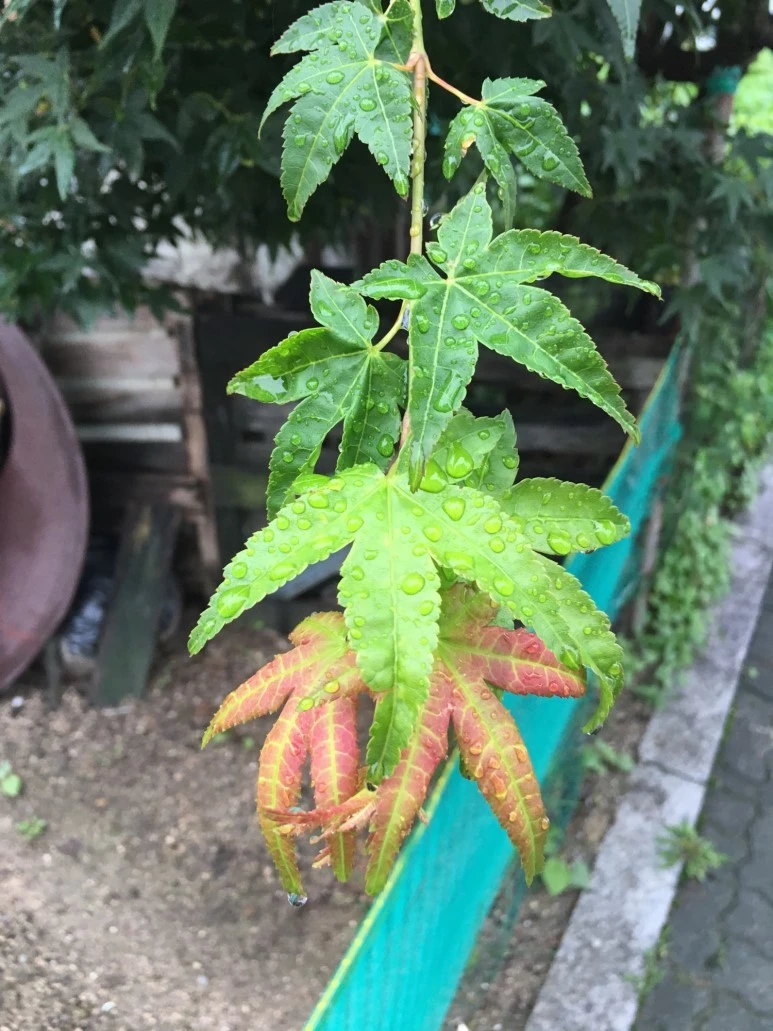 P20180710_095351268_AD4CC761-8A0E-45C2-A10A-B45C60EC9FCC.JPG?type=w773