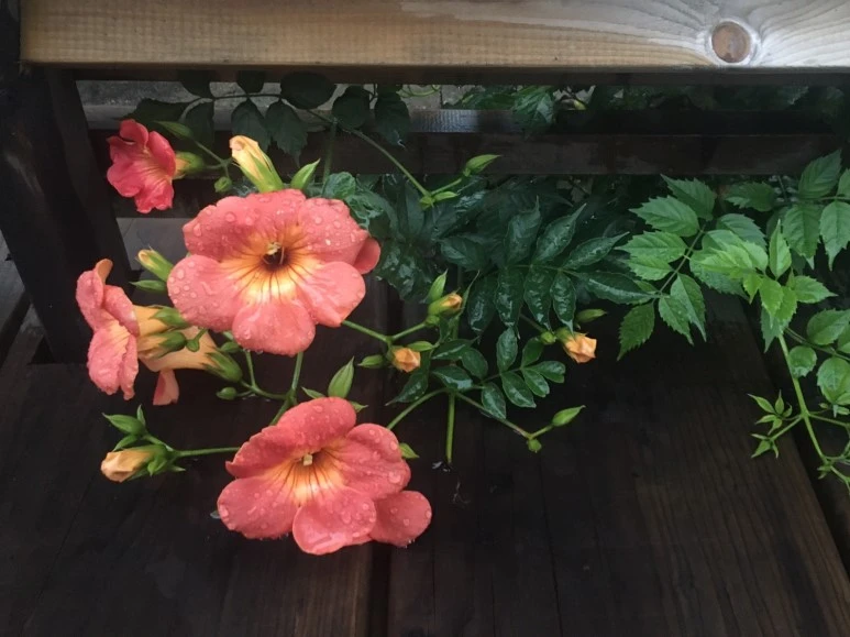 P20180709_194000362_3122C5B6-7A38-4EDF-B38A-4CCA22579EC3.JPG?type=w773