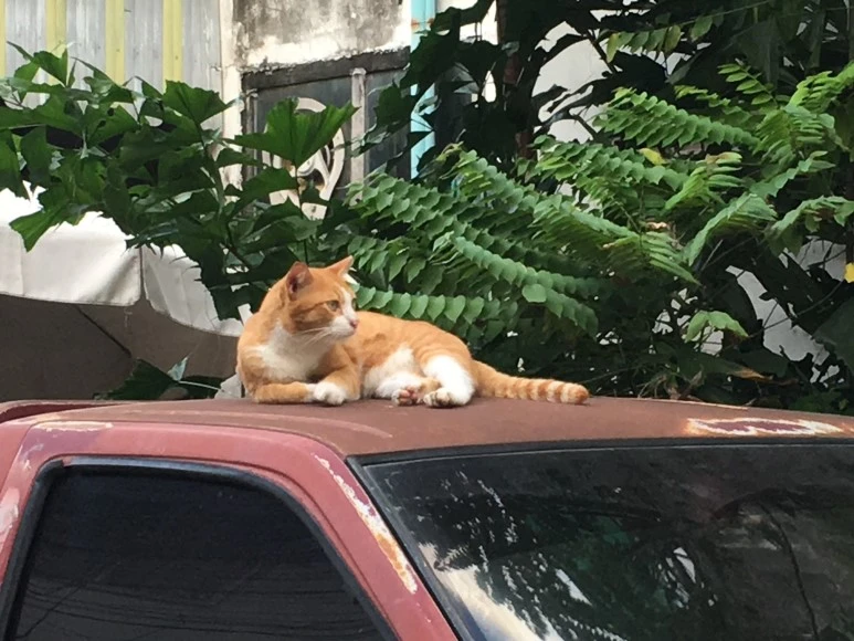 IMG_7463.JPG?type=w773