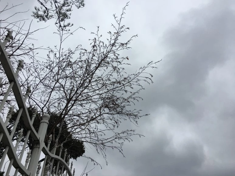 IMG_2647.JPG?type=w773