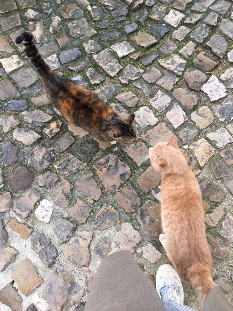 P20190201_120922212_ADFE6E5B-EF01-4290-8414-FA58AB7D46C9.JPG?type=w773