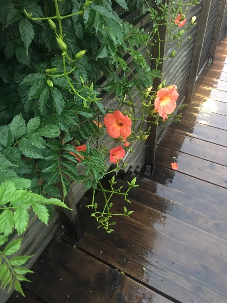 P20180709_194006843_E06CB488-02C7-458C-8D74-586B032EC694.JPG?type=w773