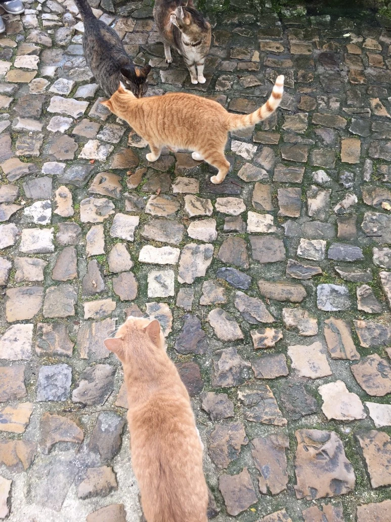 P20190201_120941125_522E1D98-4547-4B11-8A31-FF718926BA82.JPG?type=w773