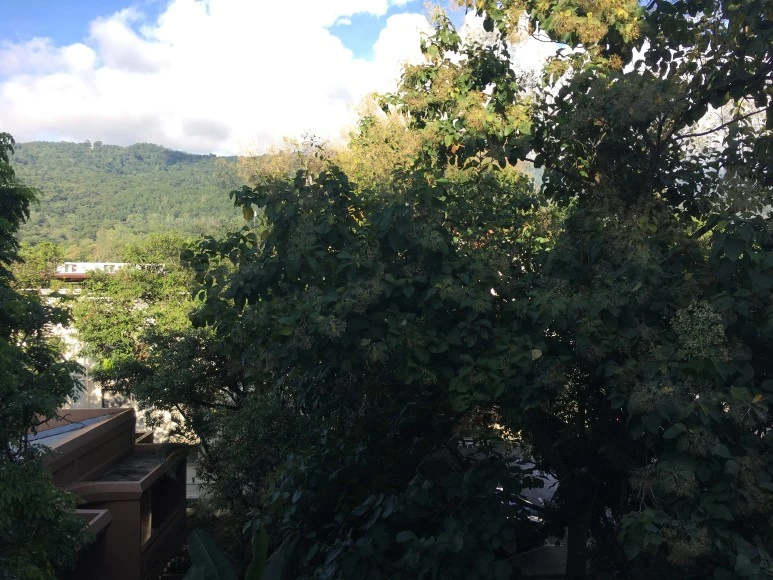 IMG_7525.JPG?type=w773