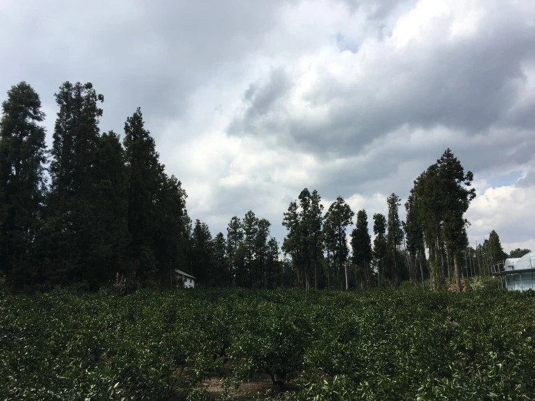 IMG_4359.JPG?type=w773