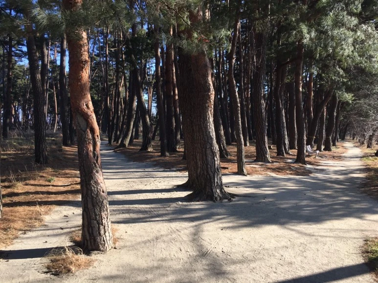 P20180111_142844795_609F7844-B359-4B14-BB73-21DEC401D716.JPG?type=w773