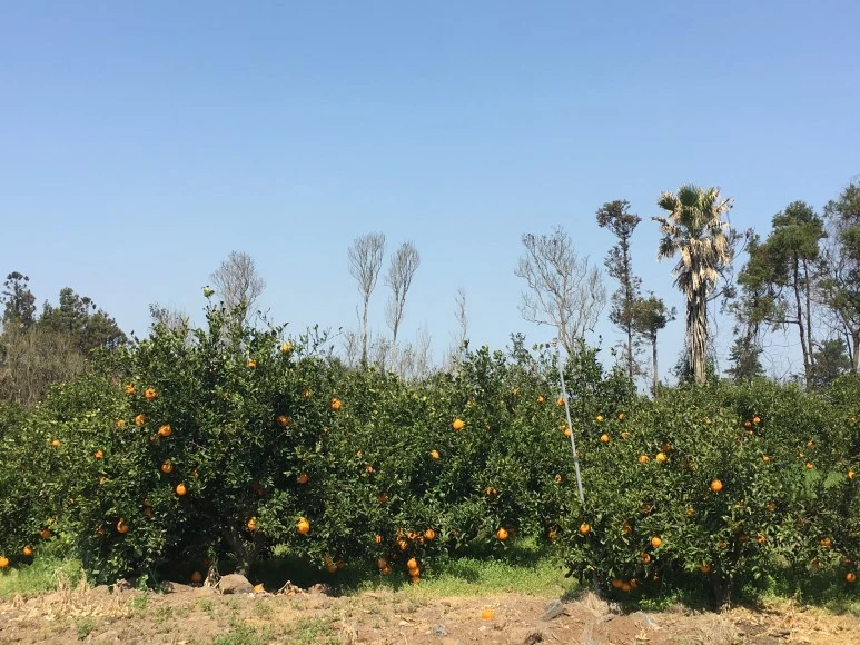 IMG_4757.JPG?type=w773