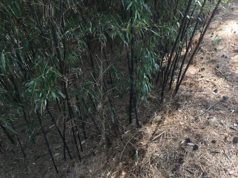 IMG_3076.JPG?type=w773