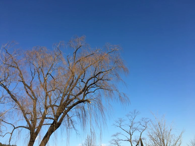 IMG_0577.JPG?type=w773