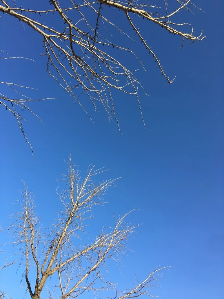 IMG_0579.JPG?type=w773