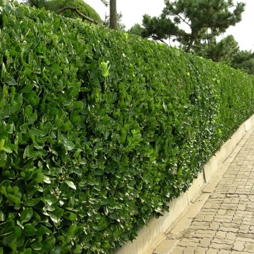 ?src=http%3A%2F%2Fblogfiles.naver.net%2FMjAyMjEwMDZfMjgz%2FMDAxNjY1MDQwNDM5MzQ2.fcMTeAnTB3favmPXmNjmoeBAQAZguoUJccNHVyRhmIQg.bbzApSi7QFeXdj_50Oe8GQqBU5KSkY57KGPGodH7JQEg.JPEG.shinsumi0304%2F3.jpg&type=sc960_832