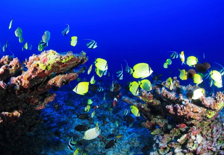 coral-reef-954057_1920.jpg?type=w773