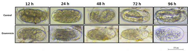 %E3%84%B4.png?type=w773