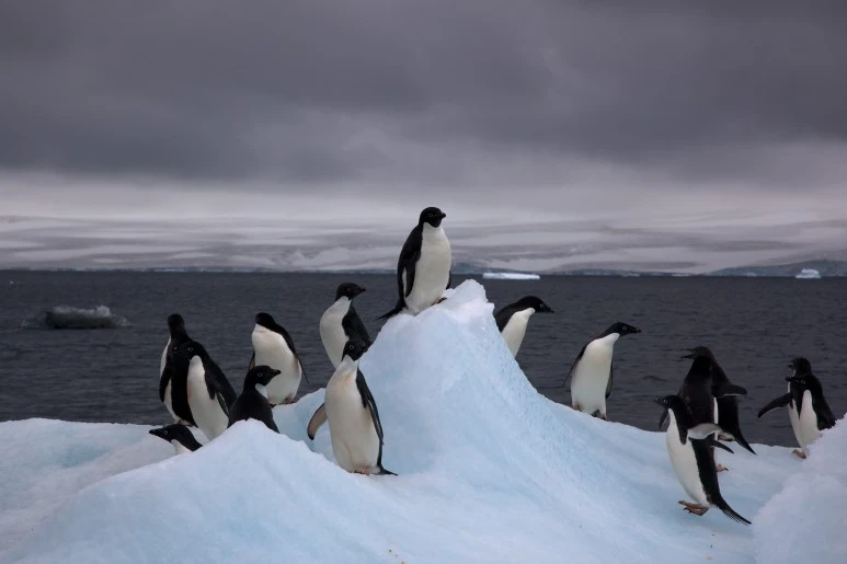 Adelie_Penguins_on_iceberg.jpg?type=w773