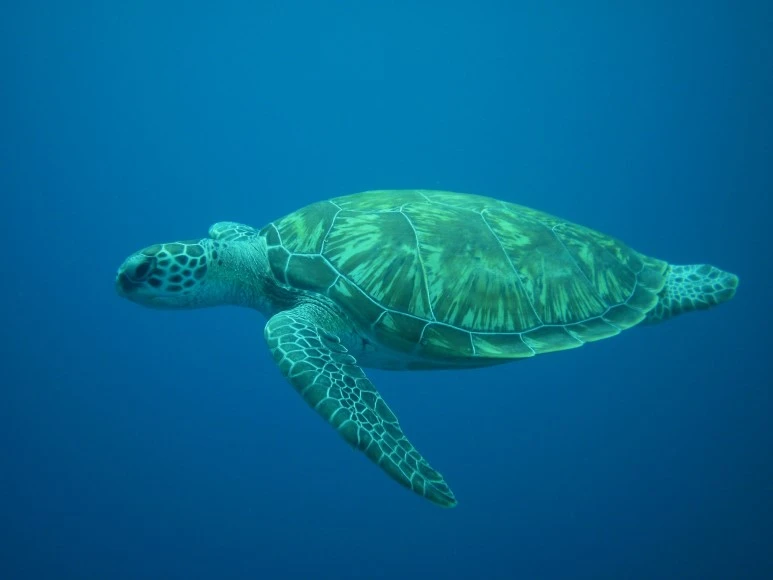 turtle-2052257_1920.jpg?type=w773