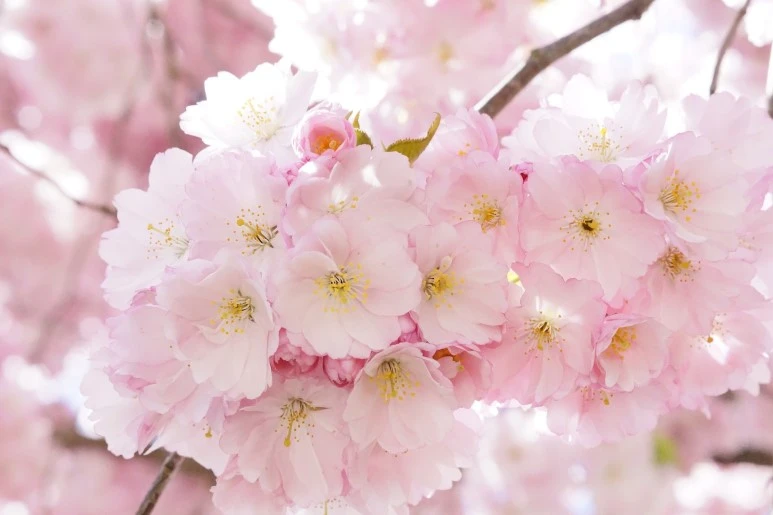 japanese-cherry-trees-724289_1920.jpg?type=w773