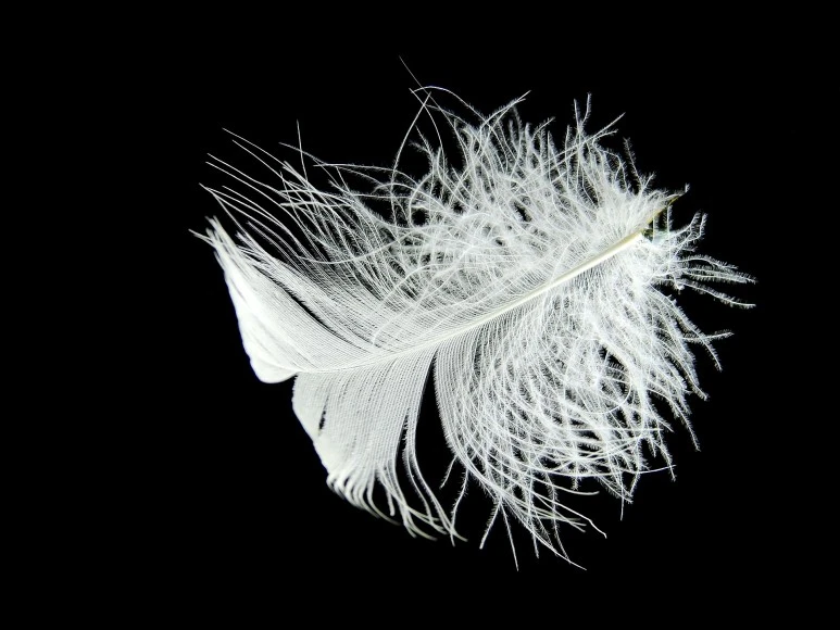 feather-2109958_1920.jpg?type=w773