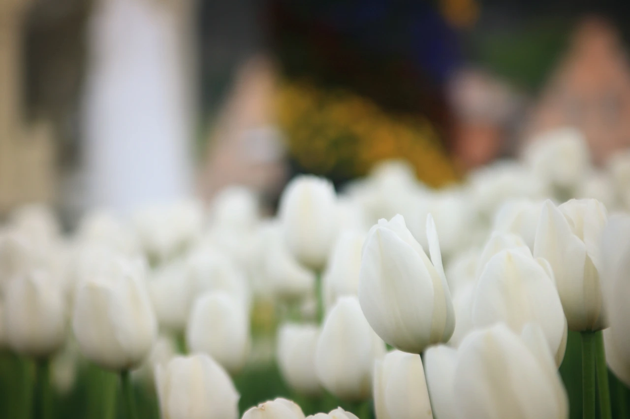 02 - 에버랜드 1.JPG