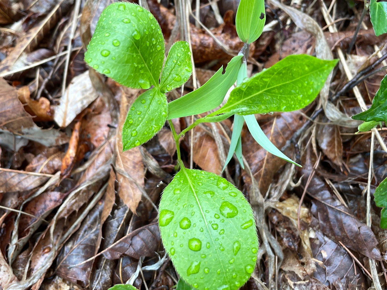 P20240420_121811951_E9188D2A-15D9-40D6-AAB4-6C8BB0FAB895 (1).JPG