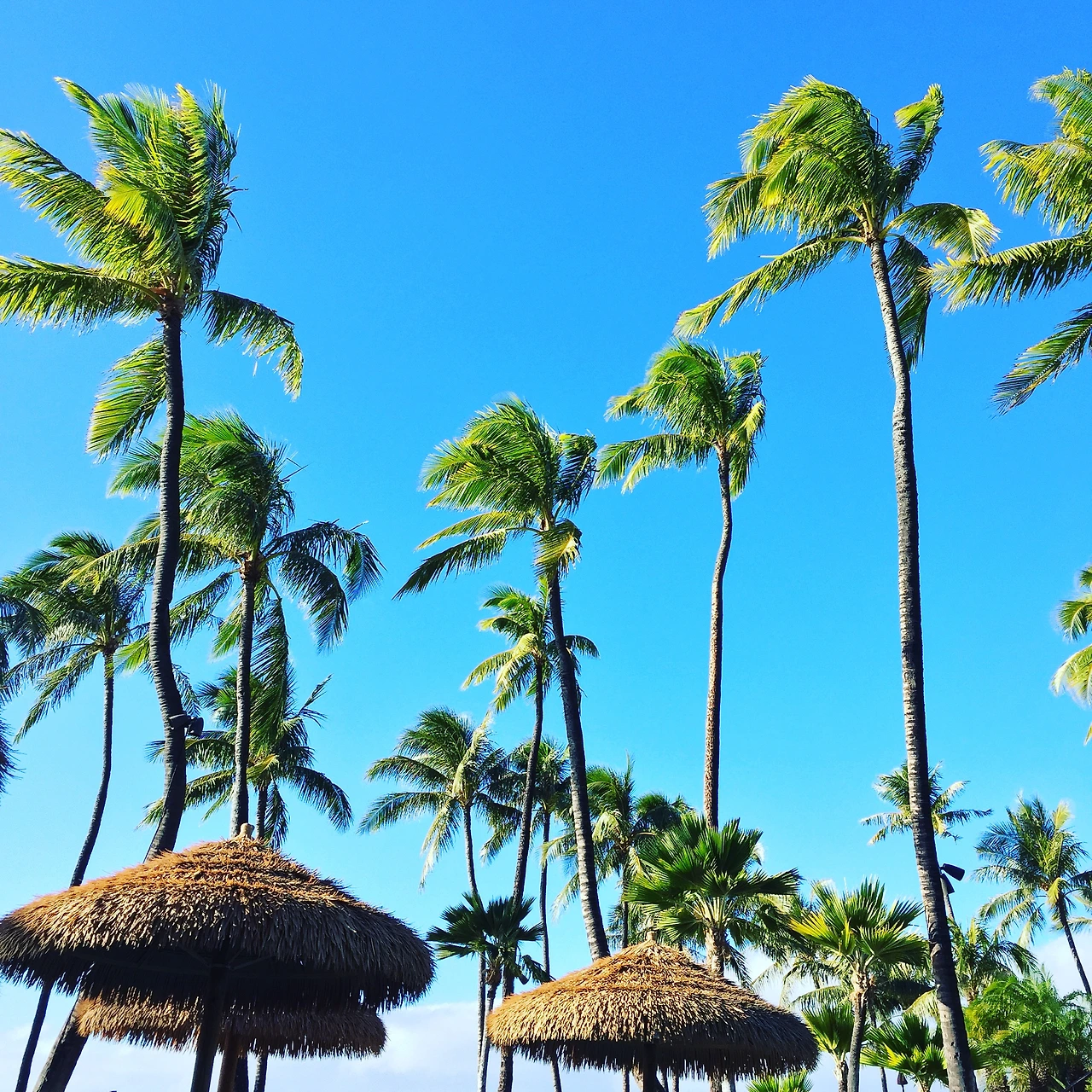 2. 역시 눈치보느라 즐기지 못했던 야자수가 즐비한 마우이의 풍경.JPG