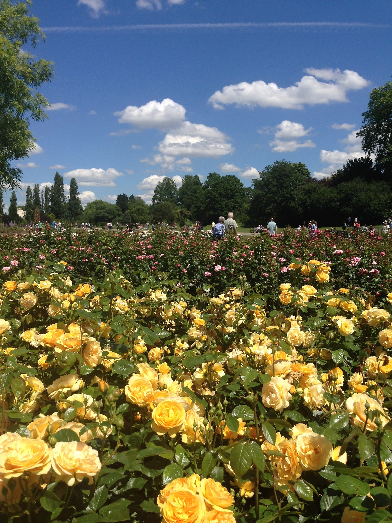 07 이너서클_산책로_장미만발2.jpeg