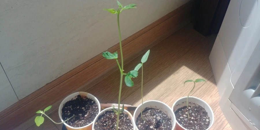 1591244222947.jpg?type=w1