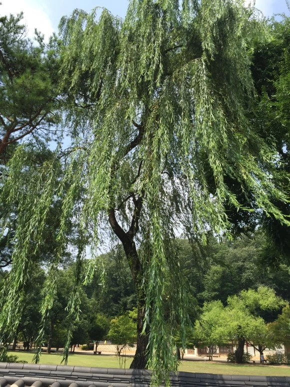 IMG_1616.JPG?type=w580