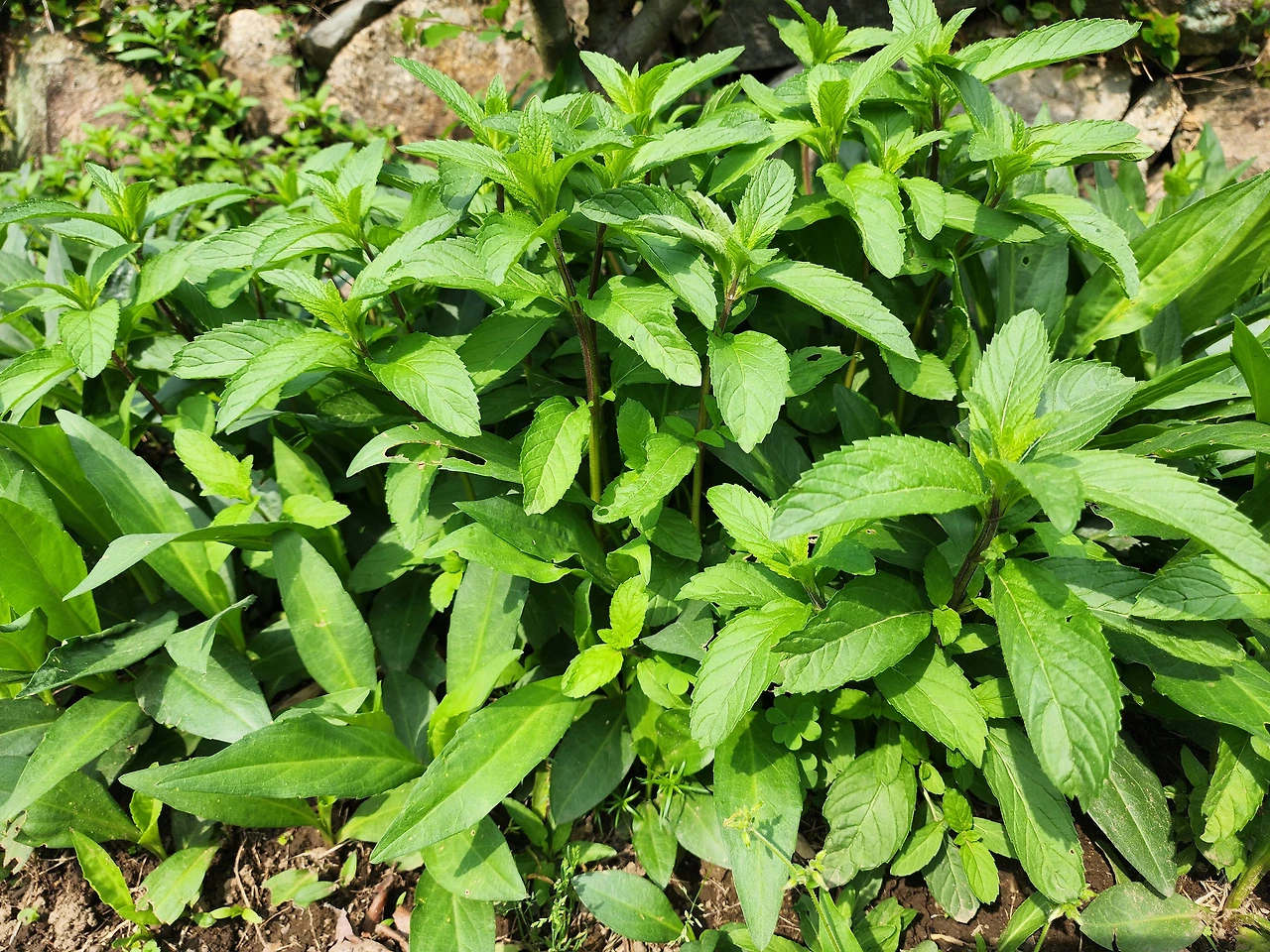 011 박하잎 향1.heic