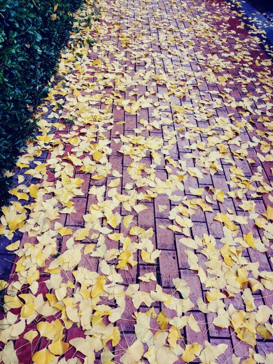 1637397539794.jpg?type=w1