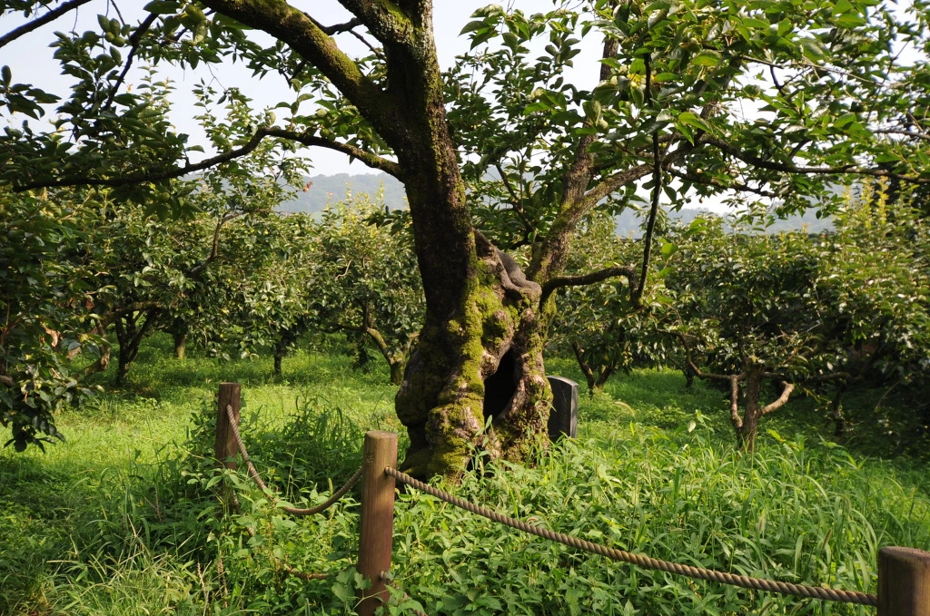 991A4C4C5F410CC22D1E55