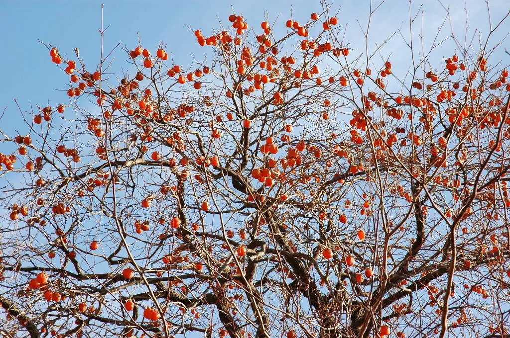 99BE954D5F4A3C6521F13A