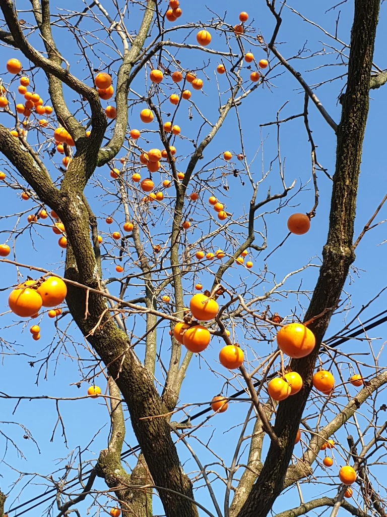 99E850425F425DBC305790