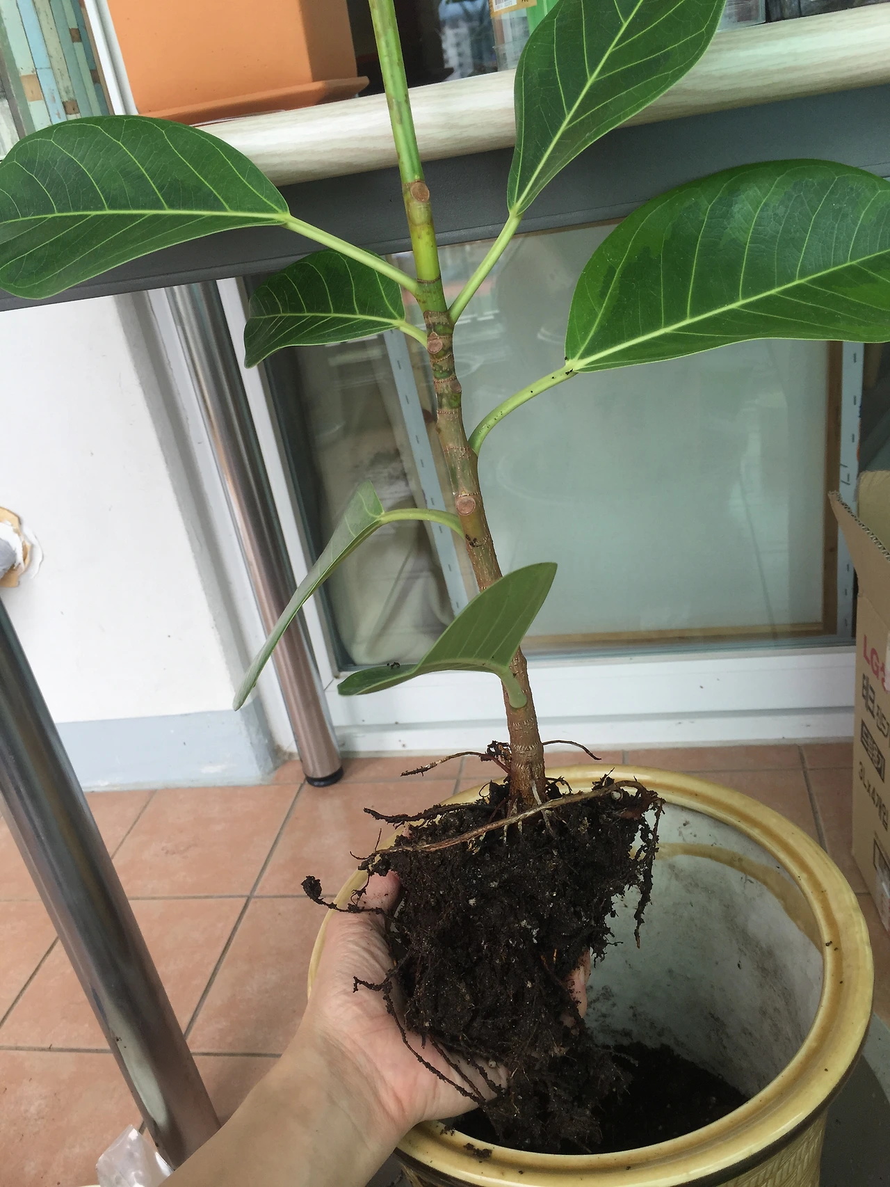 2015-07-04 12.50.21.jpg