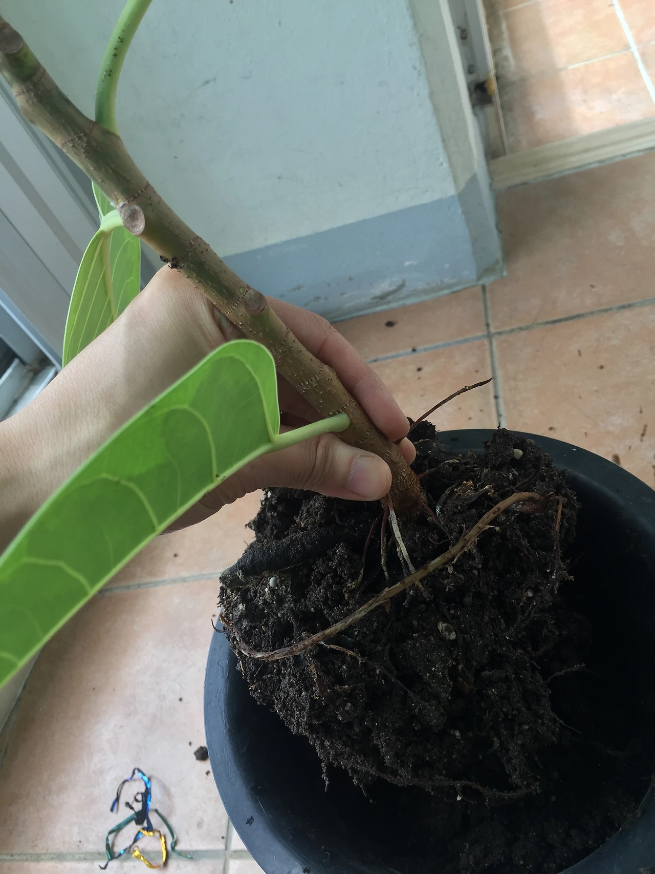 2015-07-04 12.49.35.jpg