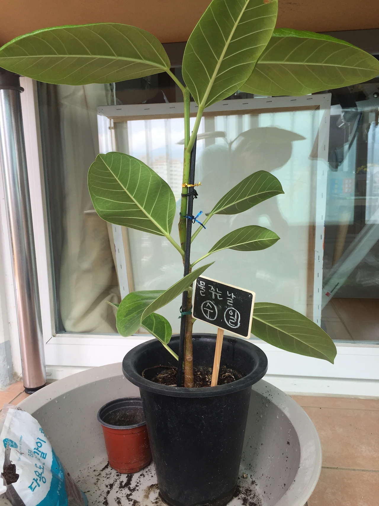 2015-07-04 12.43.08.jpg