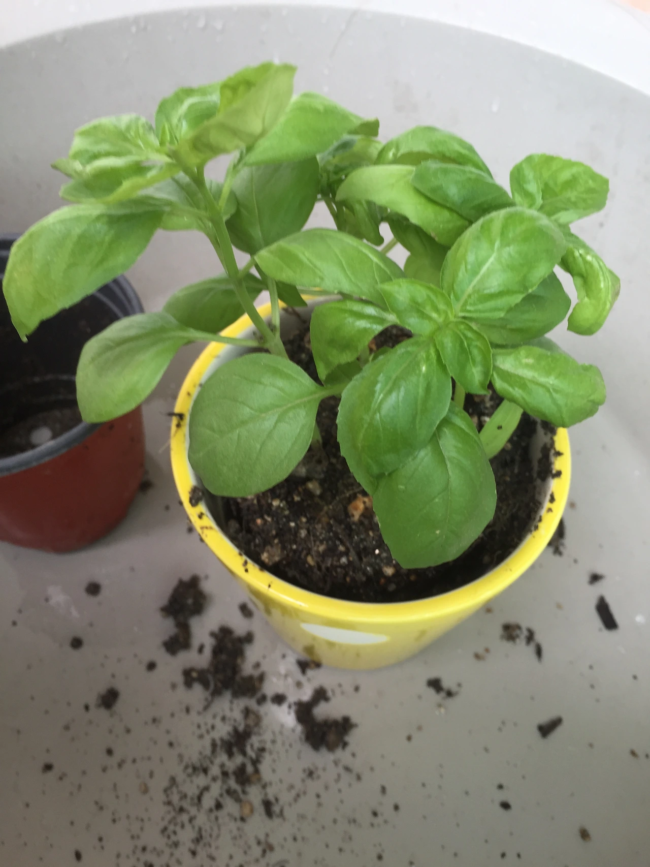 2015-07-04 12.29.24.jpg