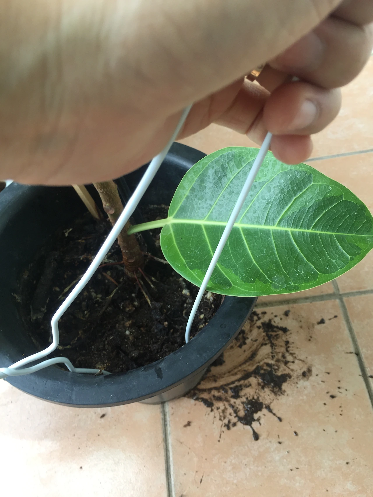 2015-07-04 12.48.01.jpg