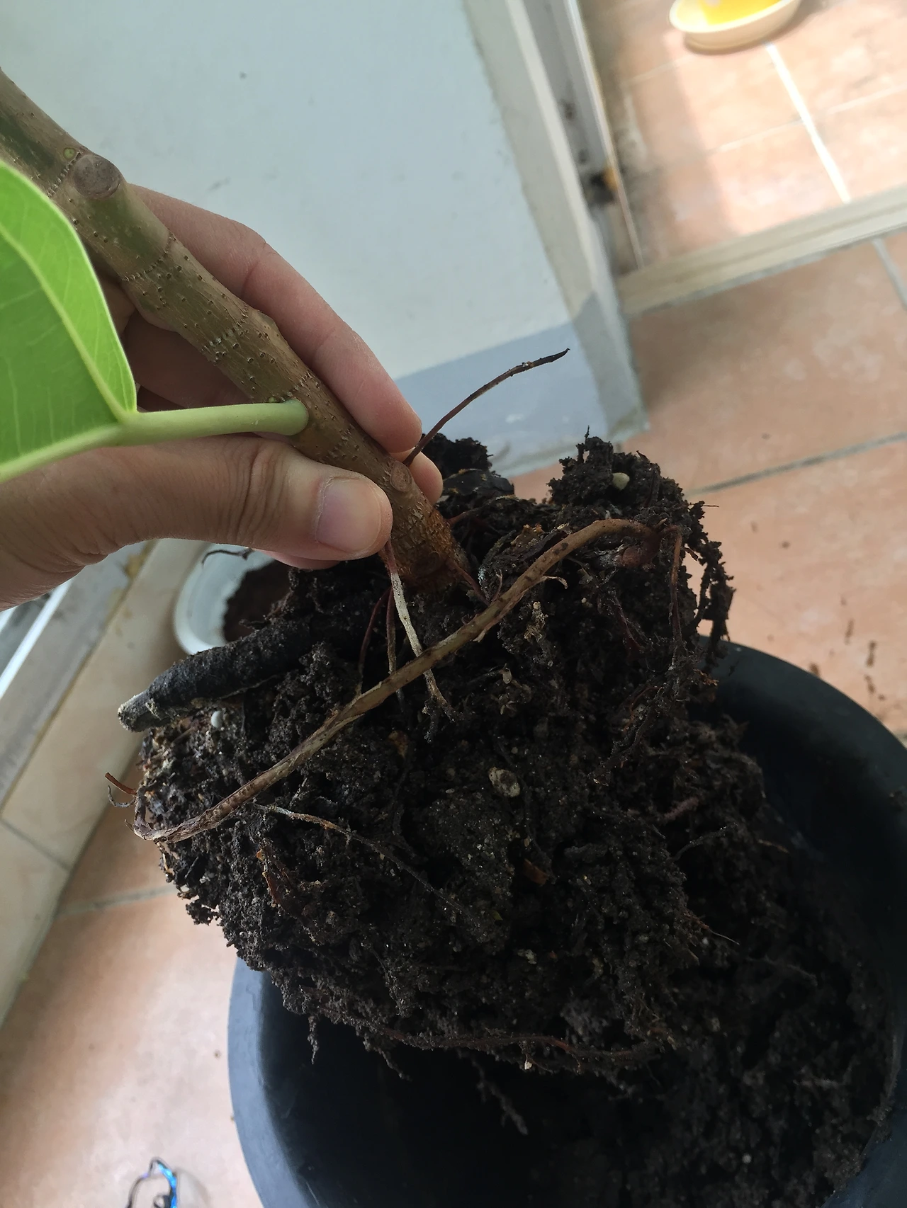 2015-07-04 12.49.38.jpg