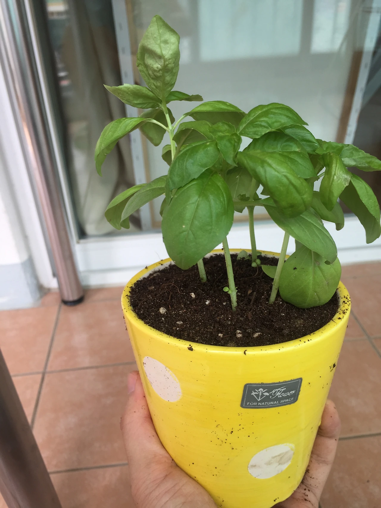 2015-07-04 12.33.35.jpg