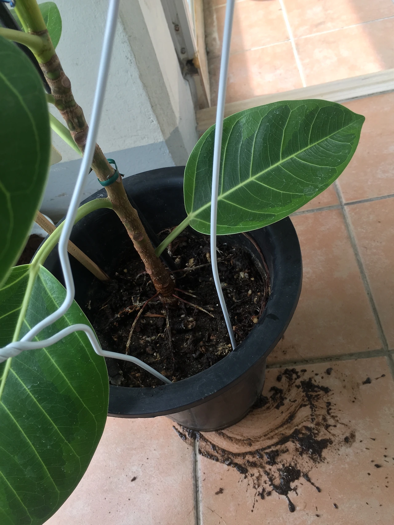 2015-07-04 12.47.57.jpg