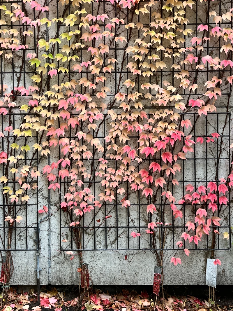 함부르크 가을.jpeg