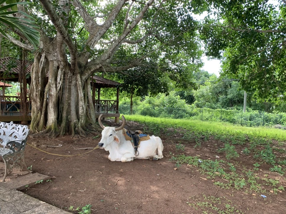 IMG_1946.jpg?type=w966