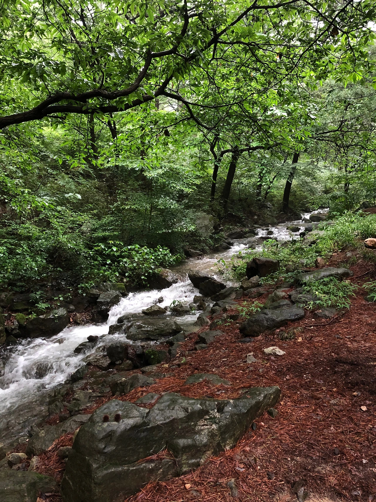 2020-08-01 19.02.31.JPG