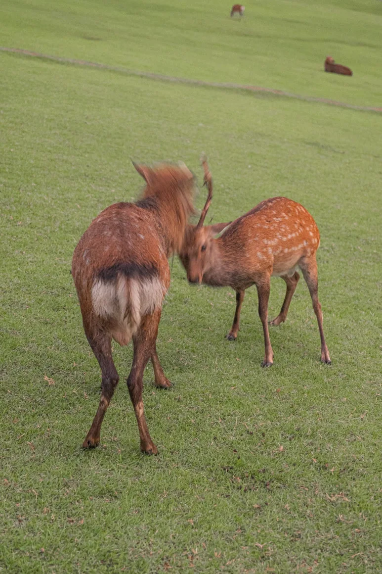 CSR_1111.jpg?type=w773