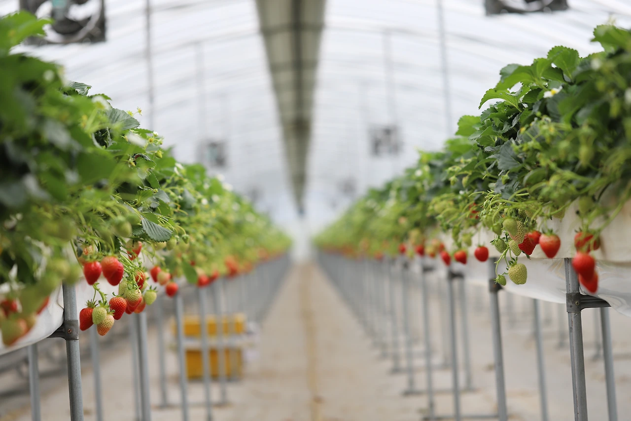 K6-5년 연속 딸기 200 상자 지역사회 기부로 환원.JPG