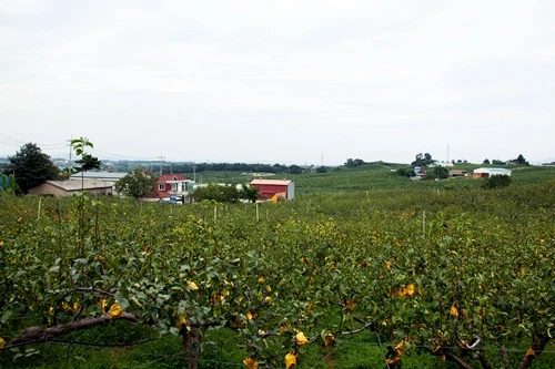 100%EC%A0%84%EA%B2%BD2-20110907s.jpg?type=w580