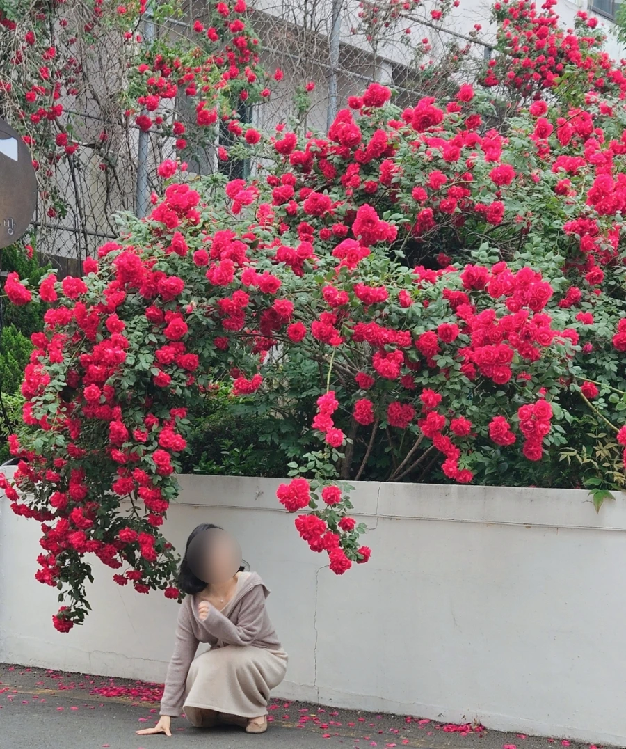 SE-a2d96a5c-528a-45ed-aa60-ccf43999f42f.jpg?type=w1