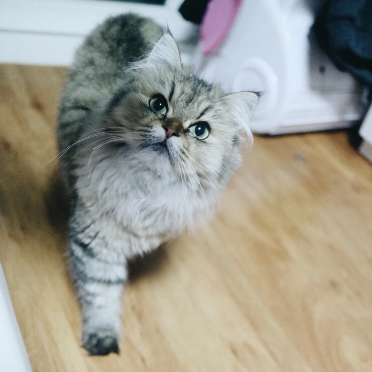 NaverBlog_20151023_152426_03.jpg?type=w2