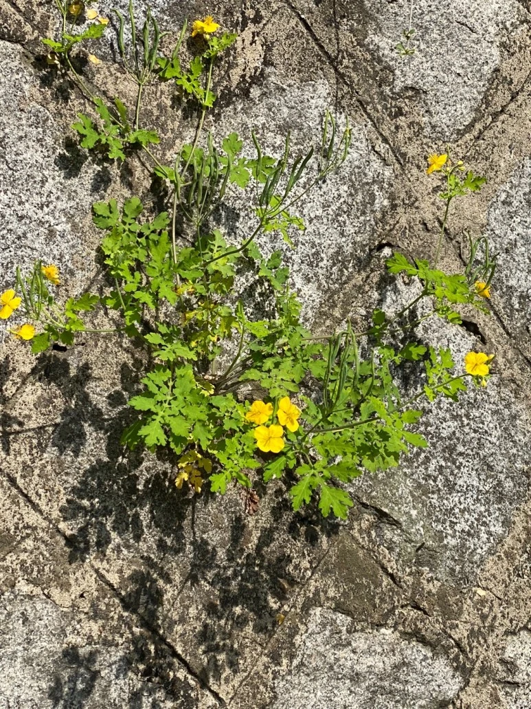 KakaoTalk_20230617_142716467_04.jpg?type=w773